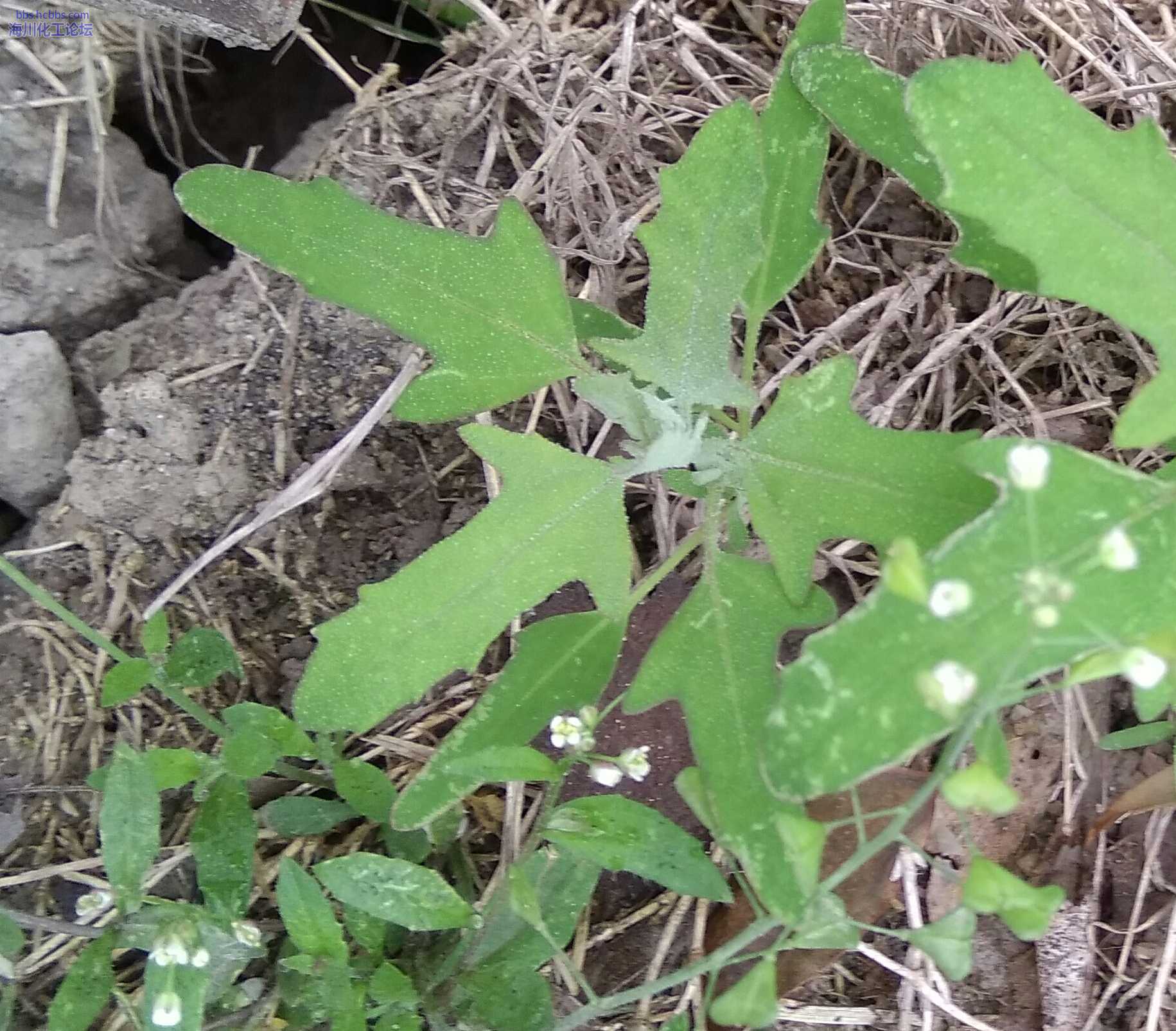 【海鑫化工杯☆海川化工春天来了】124 春的萌动